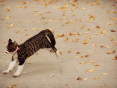 -四川大学(华西校区)