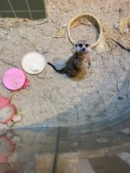 -Moni星球萌宠·小马宝莉·灵蛇·高端高阶全萌宠互动体验俱乐部(红豆国际广场店)