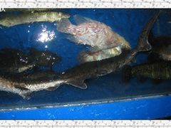 -神洲四海大酒楼(王府井澳门中心店)