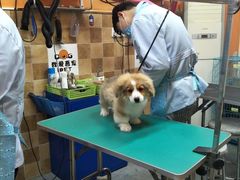 -我爱吾宠宠物美容院(朝阳路店)
