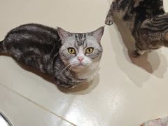 -三花喵·撸猫购宠·宠物生活馆(虹桥南丰城店)