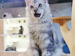 -十年猫舍·猫咪专门店(普陀店)