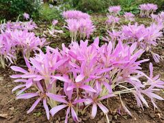 -国家植物园南园