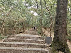 -紫金山山顶公园
