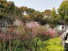 -南汇桃花村