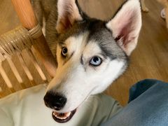 -Husky Go! 哈士奇体验馆·宠物咖啡厅狗咖