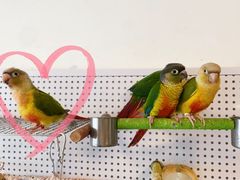 -吉丁鸟咖·异宠·寄养