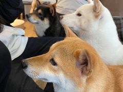 -南京Hallo宠物乐园·哈罗犬舍·柴犬繁育基地