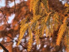 -艾溪湖湿地公园