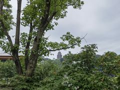 -铁山坪森林公园