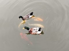 -白马涧龙池景区