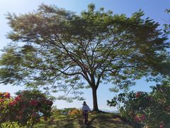 -中国科学院西双版纳热带植物园