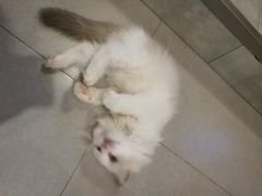 -三花喵·撸猫购宠·宠物生活馆(虹桥南丰城店)