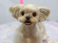 -Oh My Dog宠物沙龙(伊珊娜皮毛护理店)