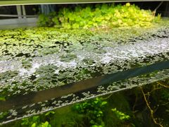 -苏州艺都古玩花鸟市场