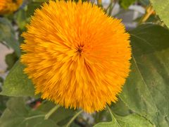 -孙记包子(火车站店)