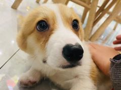 -柴犬小屋·柴餐厅·狗咖食堂(金鼎广场店)