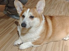 -喵小馆·猫咖狗咖猪咖·饮品店