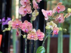 -天津君隆威斯汀酒店