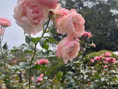 -人民公园(罗湖区)