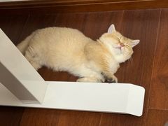 -lincat·猫舍(广州店)