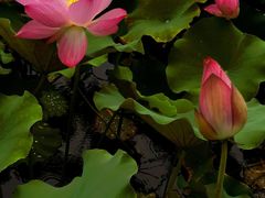-石家庄市植物园