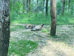 -北京野生动物园