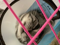 -喜多萌中农锦绣动物医院24H·猫科·牙科MRI·CT