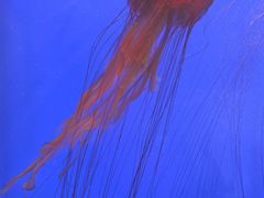 -上海海洋水族馆