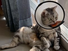 -爱诺耐芙动物医院(万博店)