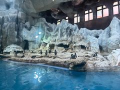 -帝企鹅自助餐厅•儿童岛•真企鹅(长隆企鹅酒店)