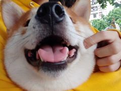 -柴犬高等学院·狗咖·柴犬售卖·宠物训练