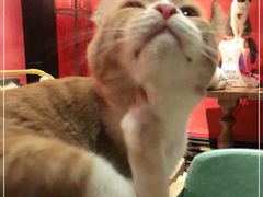 -猫色咖啡·猫咖