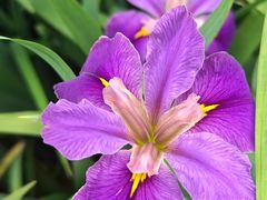 -上海辰山植物园