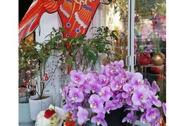 -溪岸路花鸟市场