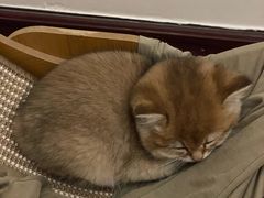 -瑞派名望志远动物医院·猫科·內科·异宠专科(直港大道店)