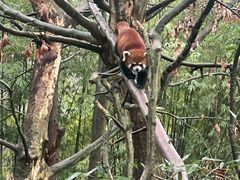 -都江堰中华大熊猫苑