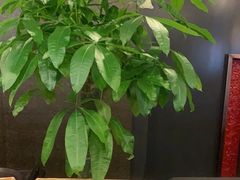 -峨嵋酒家(牡丹园店)