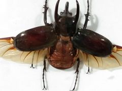 -上海昆虫博物馆