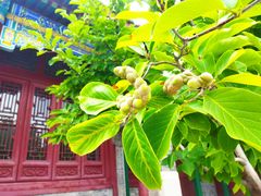 -天津大悲禅院