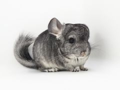 -龙猫仔乐园(惠福东路店)