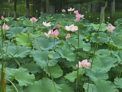-金银湖国家城市湿地公园