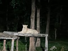 -清迈夜间动物园