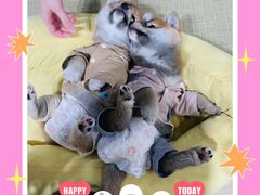 -逗柴咖啡屋·狗咖猫咖宠物桌游