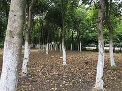 -花山蓝莓采摘园