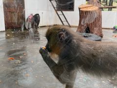 -西安秦岭野生动物园