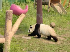 -沈阳森林动物园