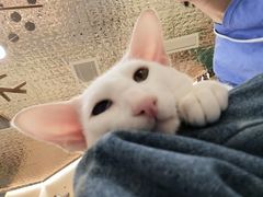 -飞行喵MR PILOT|猫舍·猫咖(静安大融城店)