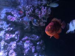 -暹罗海洋世界