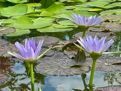 -国家植物园南园